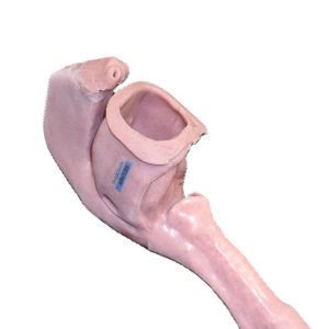 African American Base Airway (Advanced)