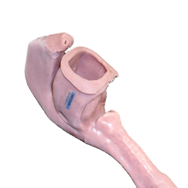 African American Base Airway (Advanced)