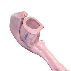 African American Base Airway (Novice)