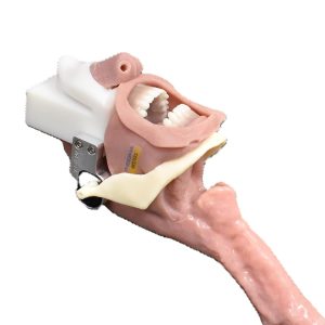 African American Complete Airway Assembly (Novice)