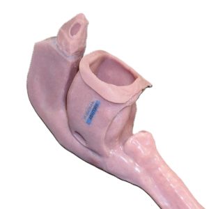 Caucasian Base Airway (Advanced)