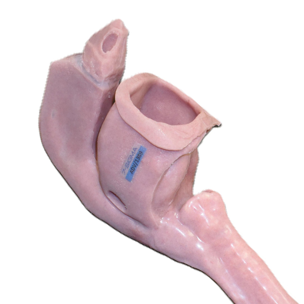 Caucasian Base Airway (Advanced)
