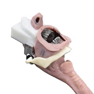 Caucasian Complete Airway Assembly (Burn Victim)