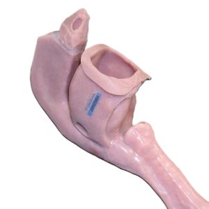 Caucasian Base Airway (Novice)