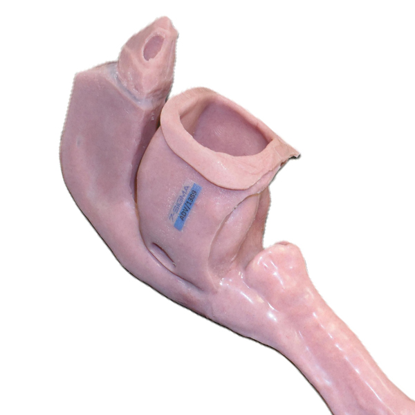 Caucasian Base Airway (Novice)