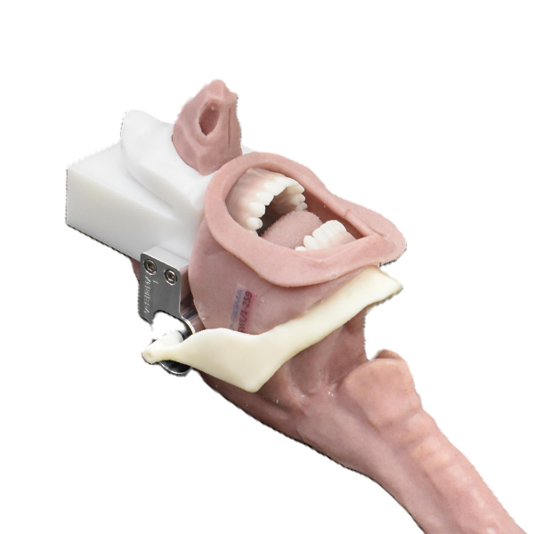 Caucasian Complete Airway Assembly (Swollen Victim)