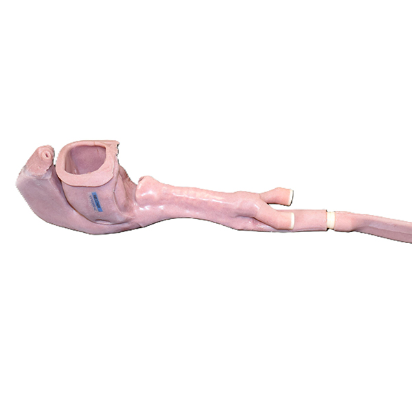 African American Base Airway (Advanced) - Image 2