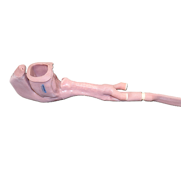 African American Base Airway (Novice) - Image 2