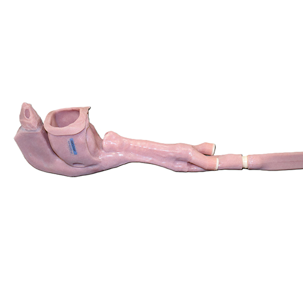 Caucasian Base Airway (Advanced) - Image 2
