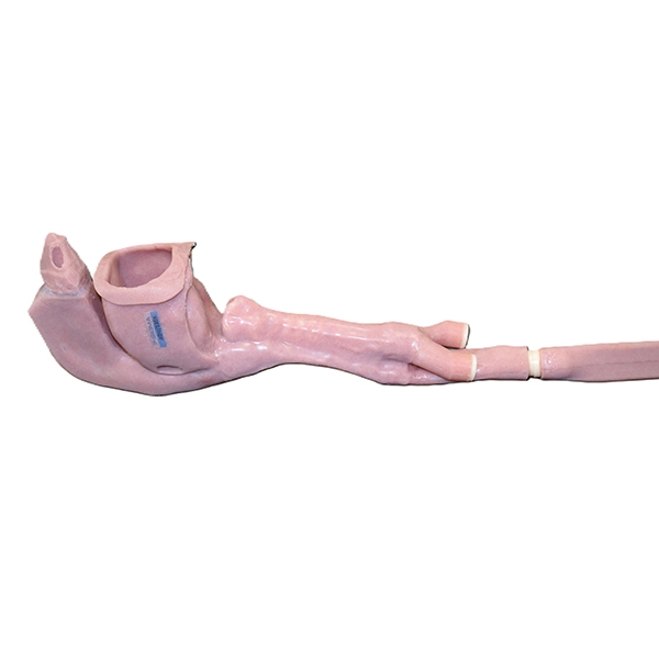 Caucasian Base Airway (Novice) - Image 2